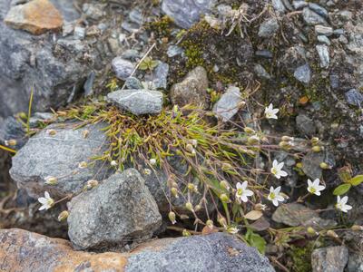 minuartia verna