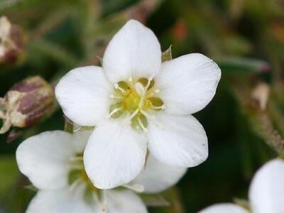 minuartia verna bluete