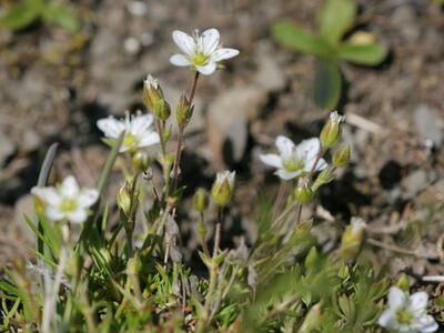 minuartia verna habitus