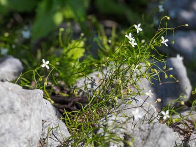 moehringia muscosa