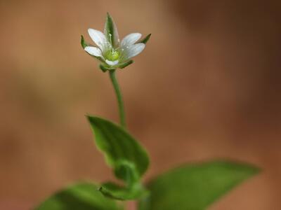 moehringia trinervia