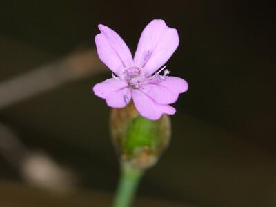 petrorhagia prolifera