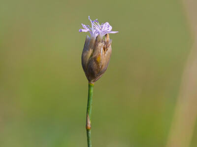 petrorhagia prolifera seite