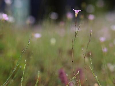 petrorhagia saxifraga