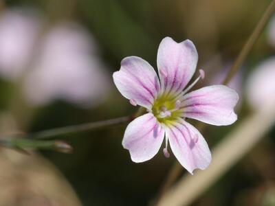 petrorhagia saxifraga bluete