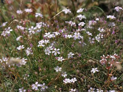 petrorhagia saxifraga habitus