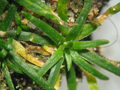 sagina procumbens detail