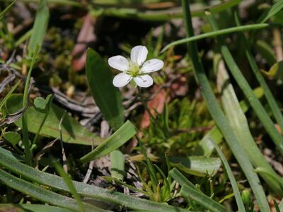 sagina subulata