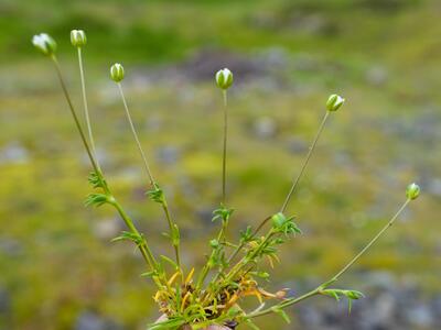 sagina subulata habitus