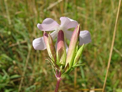 saponaria officinalis