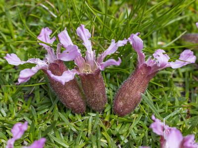 saponaria pumila detail