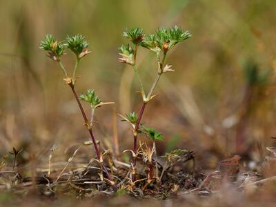 scleranthus annuus