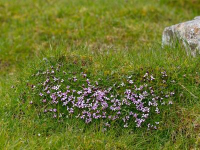 silene acaulis habitus