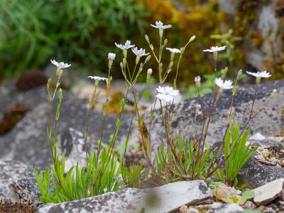 silene alpestris