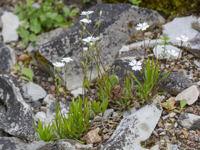 silene alpestris habitus