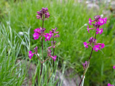 silene atropurpurea