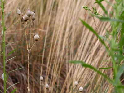 silene conica