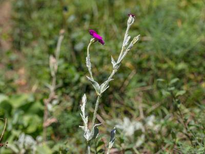 silene coronaria