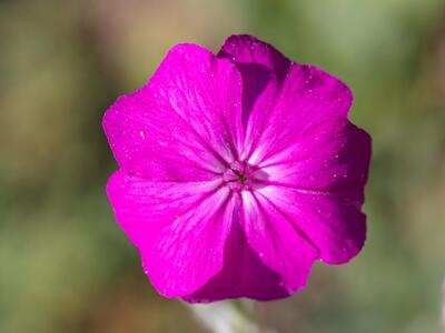 silene coronaria detail