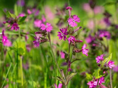 silene dioica
