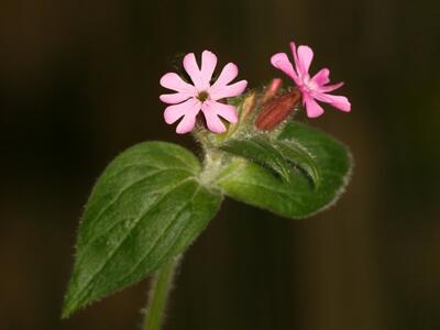 silene dioica mann