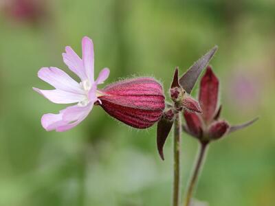 silene dioica weib