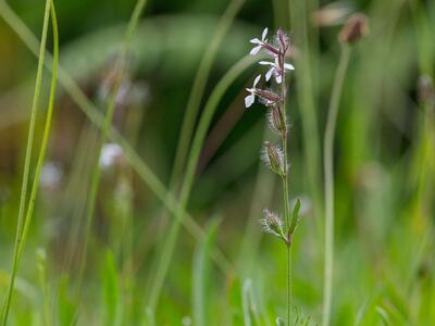 silene gallica