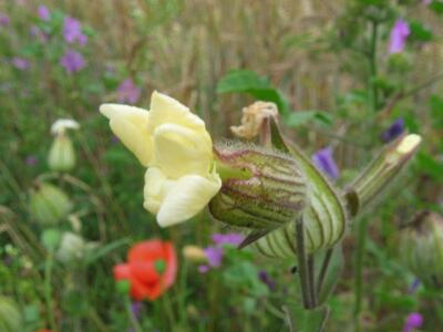 silene latifolia 1