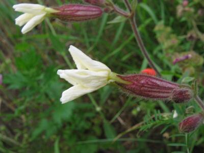 silene latifolia 2