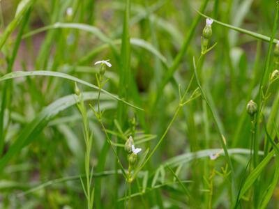 silene linicola