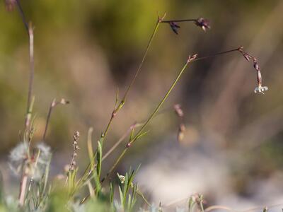 silene nutans var infracta