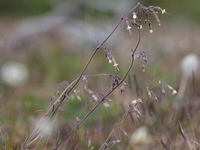 silene nutans var nutans