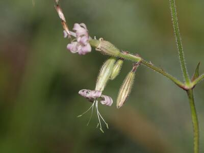 silene nutans var nutans detail