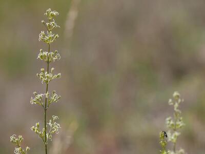 silene otites