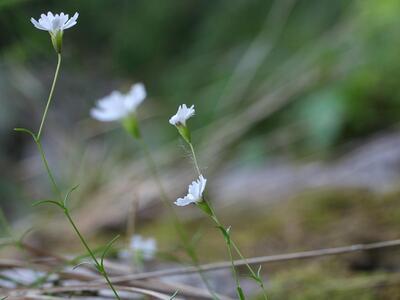 silene pusilla