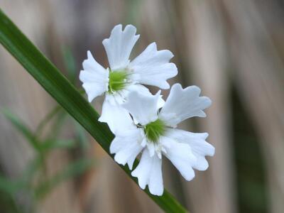 silene pusilla detail