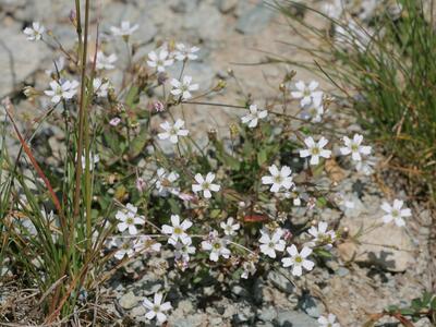 silene rupestris