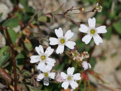 silene rupestris detail