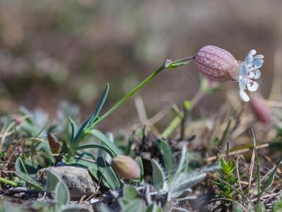 silene uniflora ssp petraea