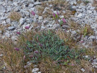silene uniflora ssp petraea habitus