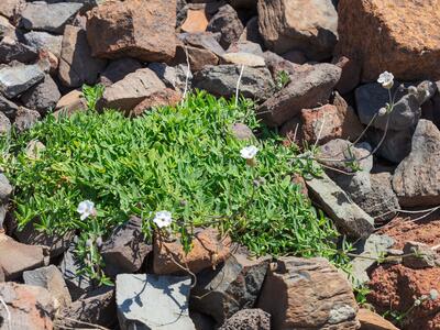 silene uniflora ssp uniflora