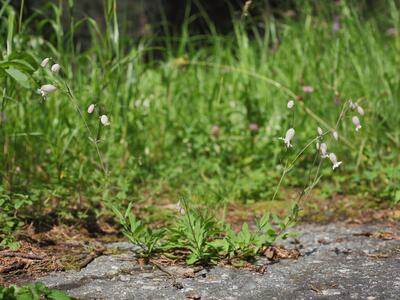 silene vulgaris ssp glareosa