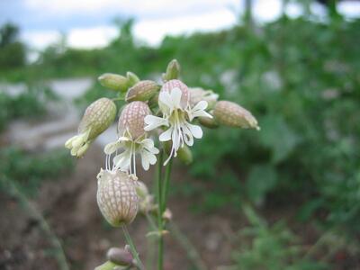 silene vulgaris ssp vulgaris