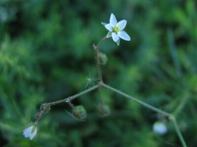 spergula arvensis