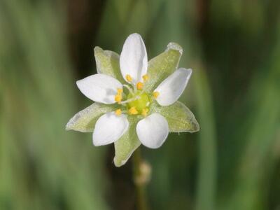 spergula morisonii