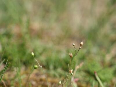 spergula morisonii habitus