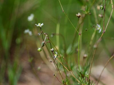 spergula pentandra