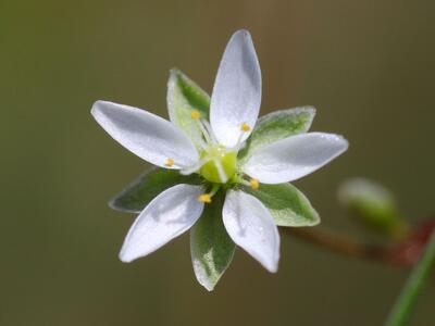 spergula pentandra bluete