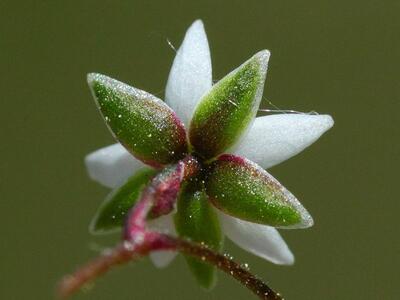 spergula pentandra kelch