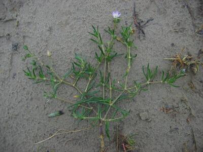 spergularia media habitus